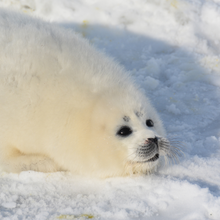 Дима Лоскутов, г. Прага