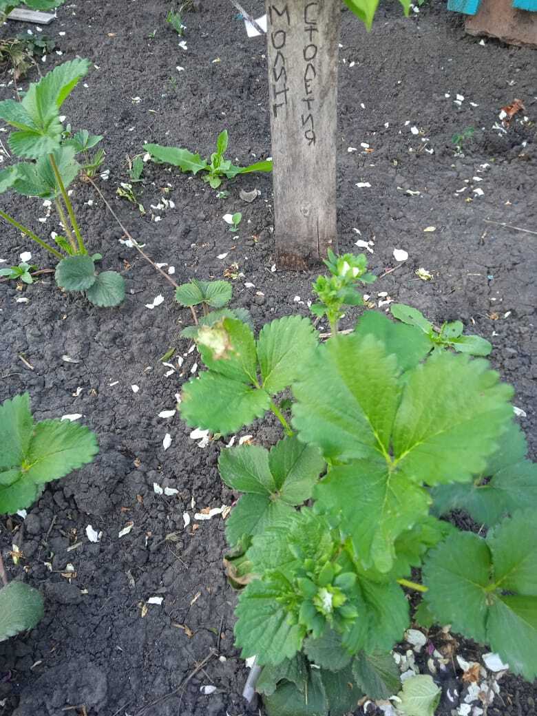 На память надейся, но сам не плошай.