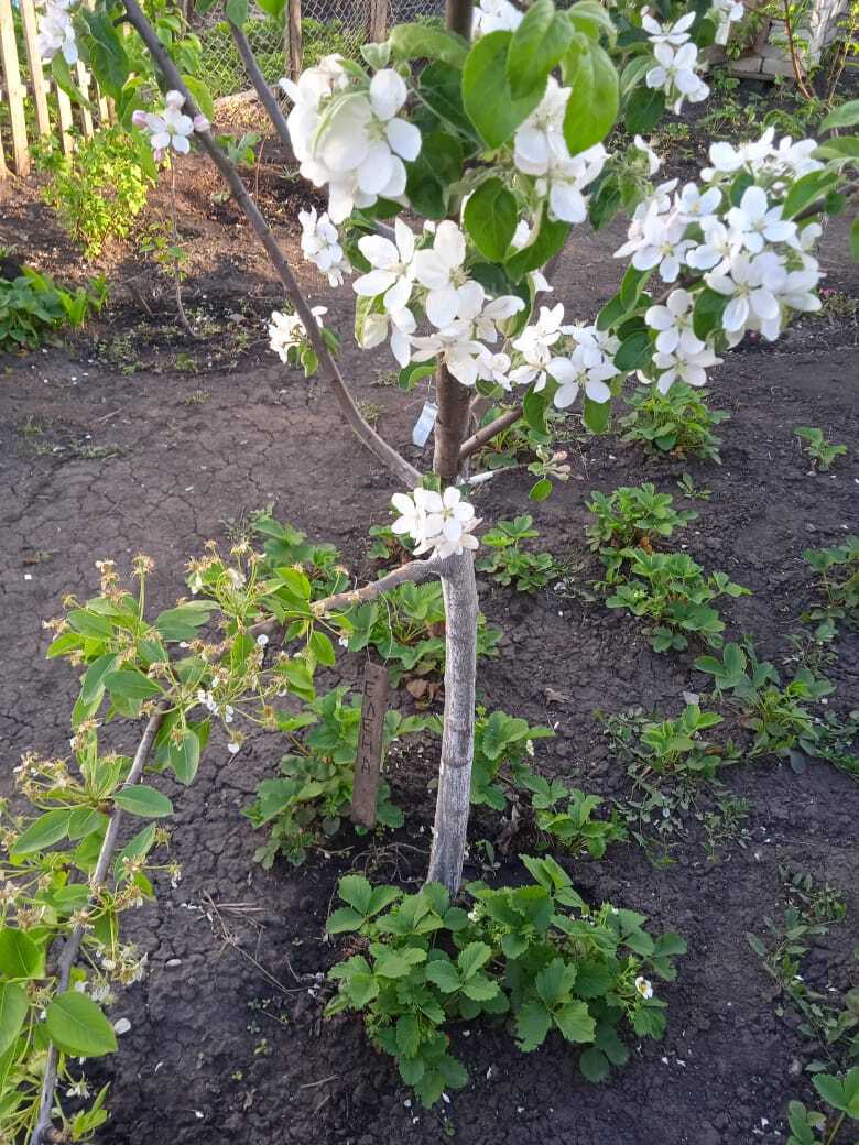 На память надейся, но сам не плошай.