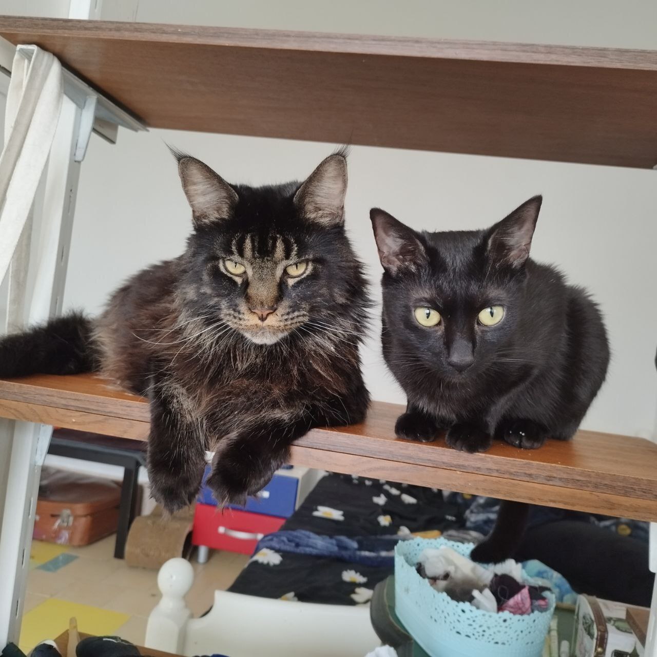 Кошка или собака? Кого любите больше?