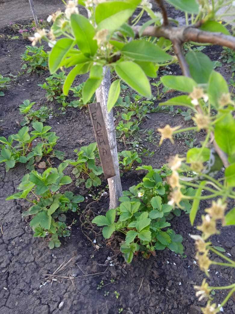 На память надейся, но сам не плошай.