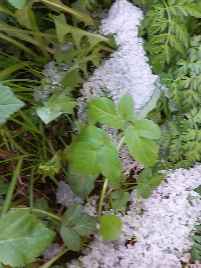 Опять весенние заморозки, как сберечь свои растения на даче.