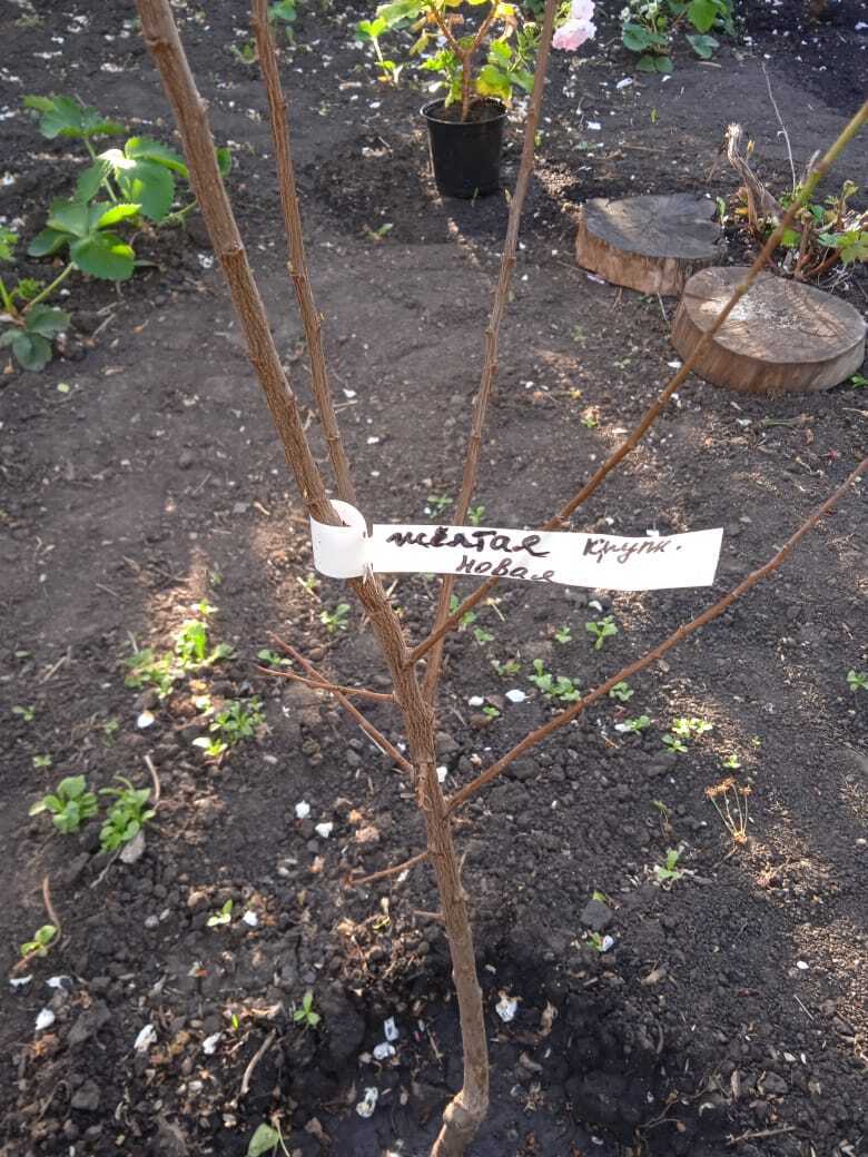 На память надейся, но сам не плошай.