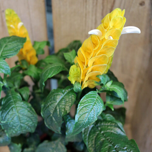 Пахистахис с яркими соцветиями