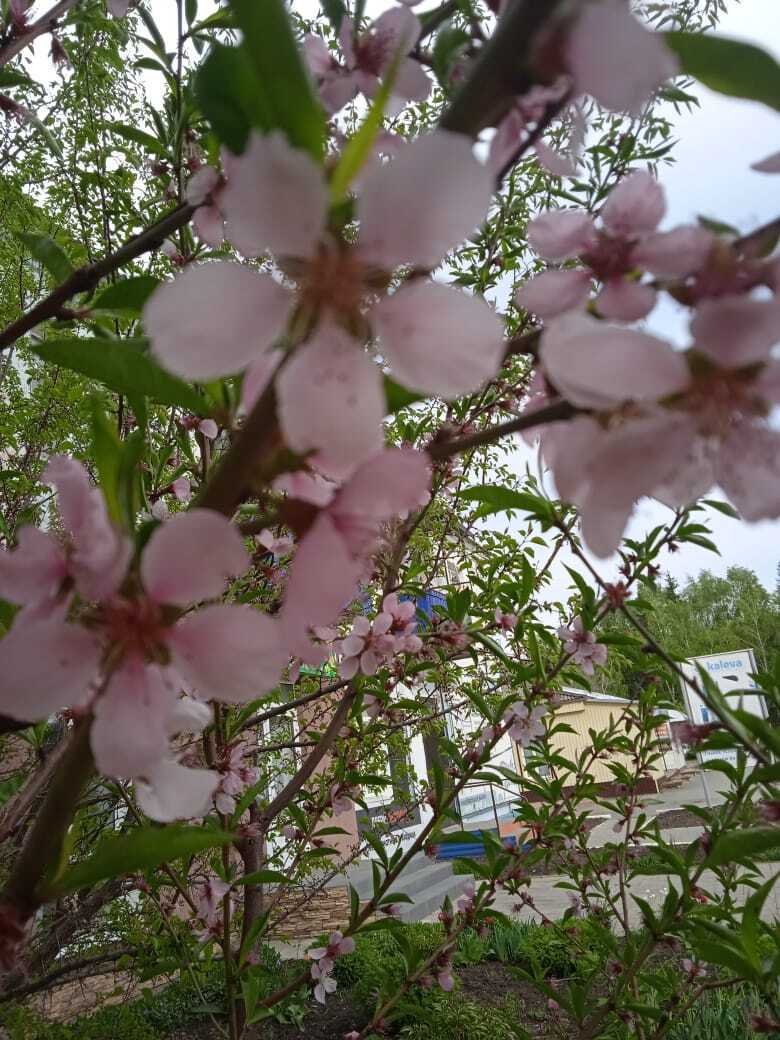 Как вырастить персик из косточки: мой удачный опыт