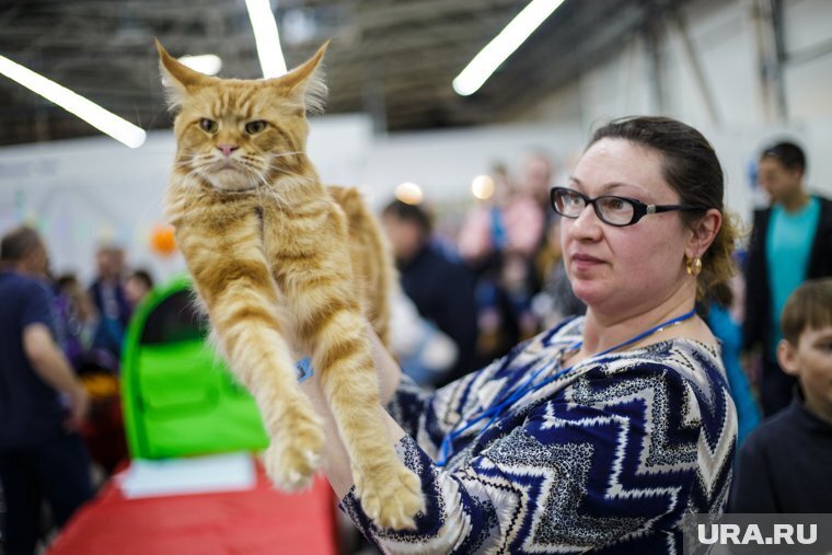 Король кошек - история появления, характер, как ухаживать