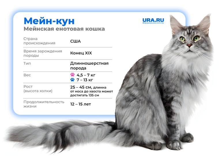 Король кошек - история появления, характер, как ухаживать