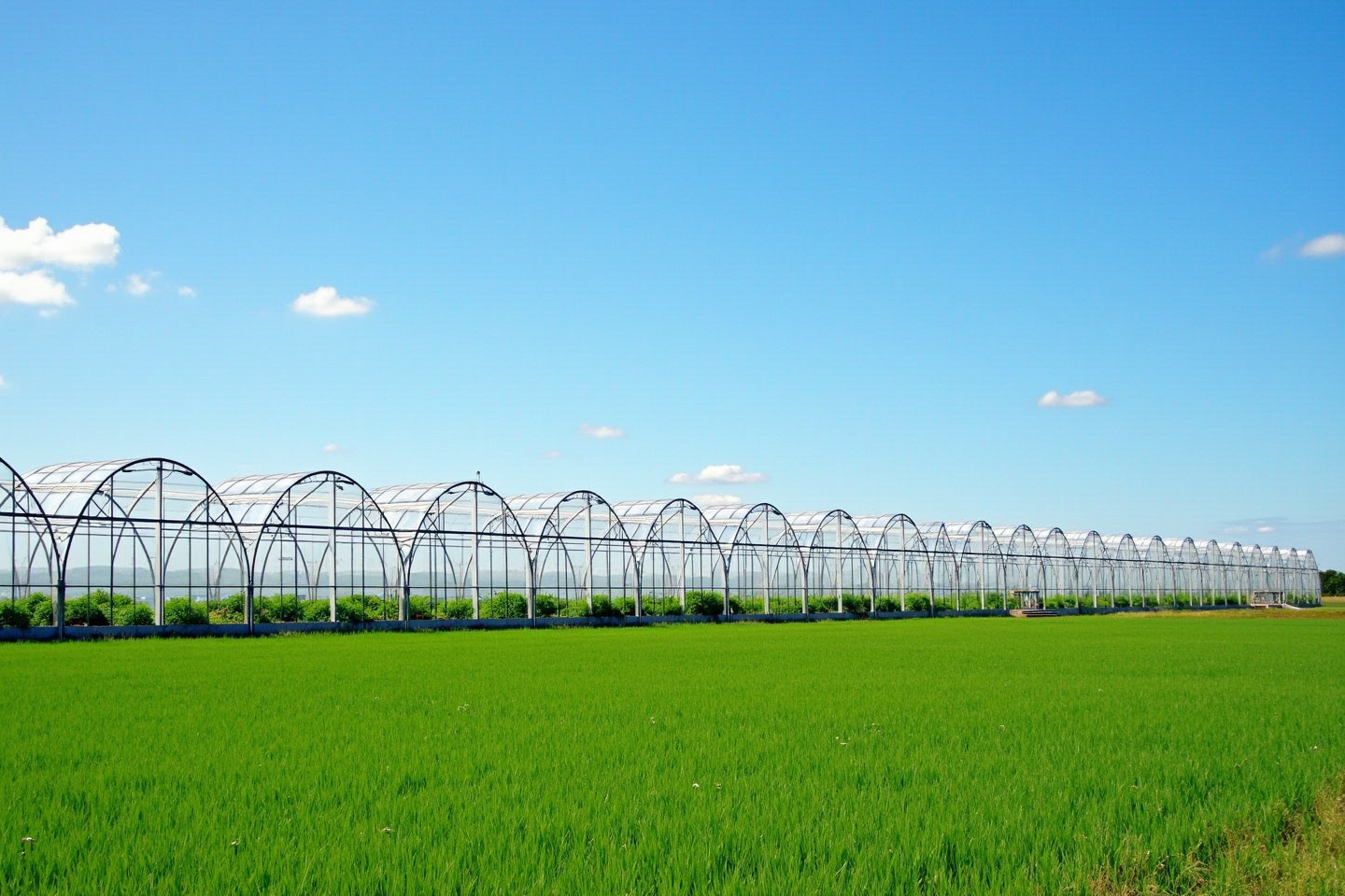 Дачники виноваты! Или как агрохолдинги переложили ответственность за свою некомпетентность на бабушек с лопатами