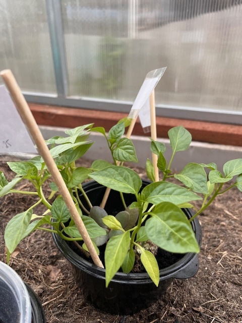 Можно ли вернуть семена и луковицы в магазин?