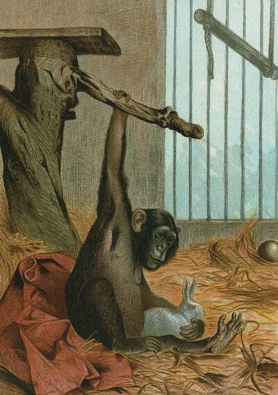 Загадки эволюции: как барабанная игра шимпанзе связывает нас с нашими предками?