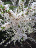 Как мы спасали в апреле 2025 года свой сад от заморозков