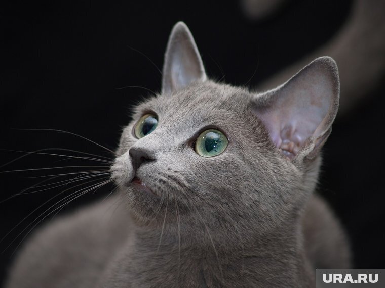 Русская аристократка среди кошек