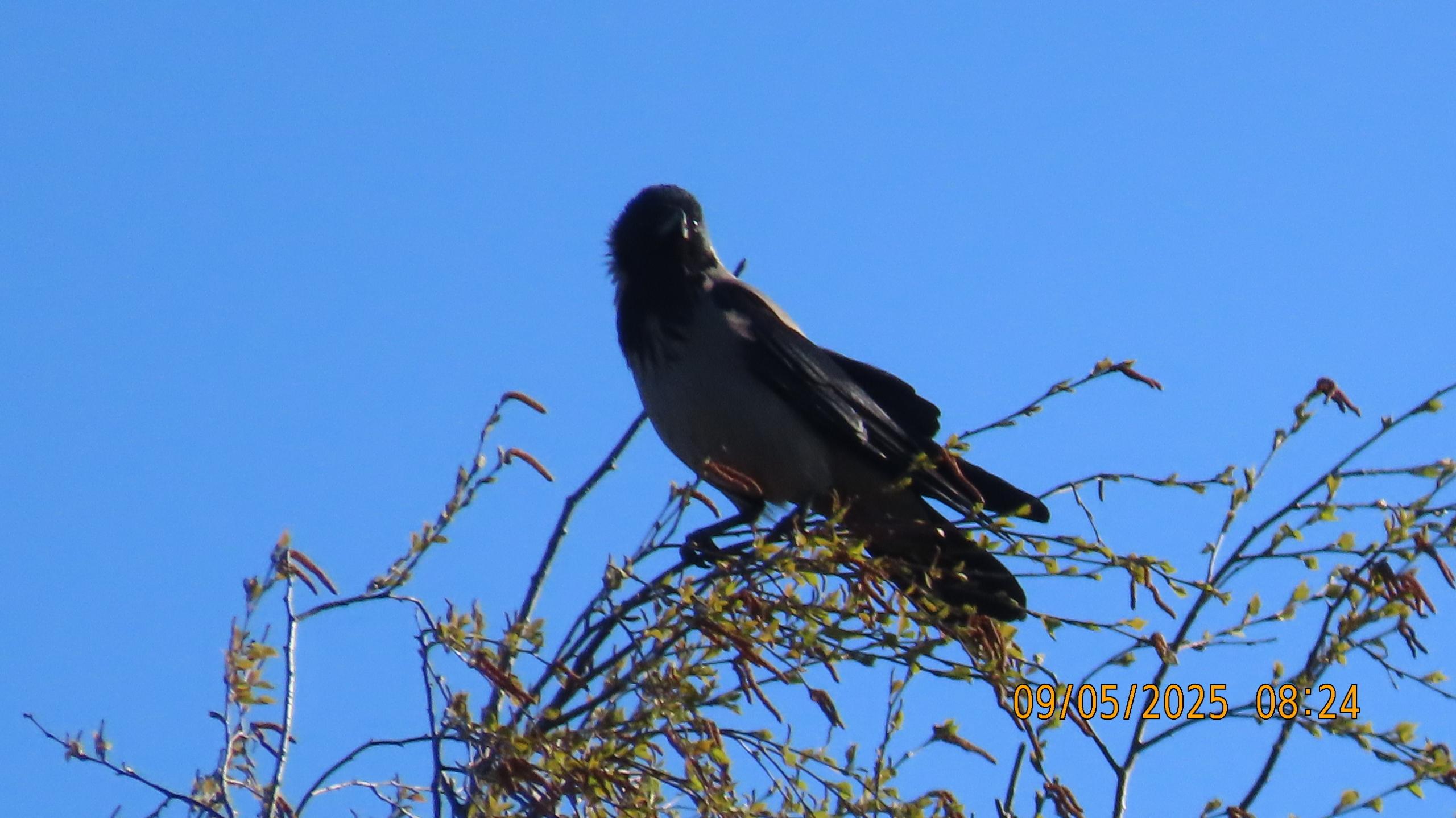9 мая 2025 в Межстоличье. Вечная память воинам ВОВ