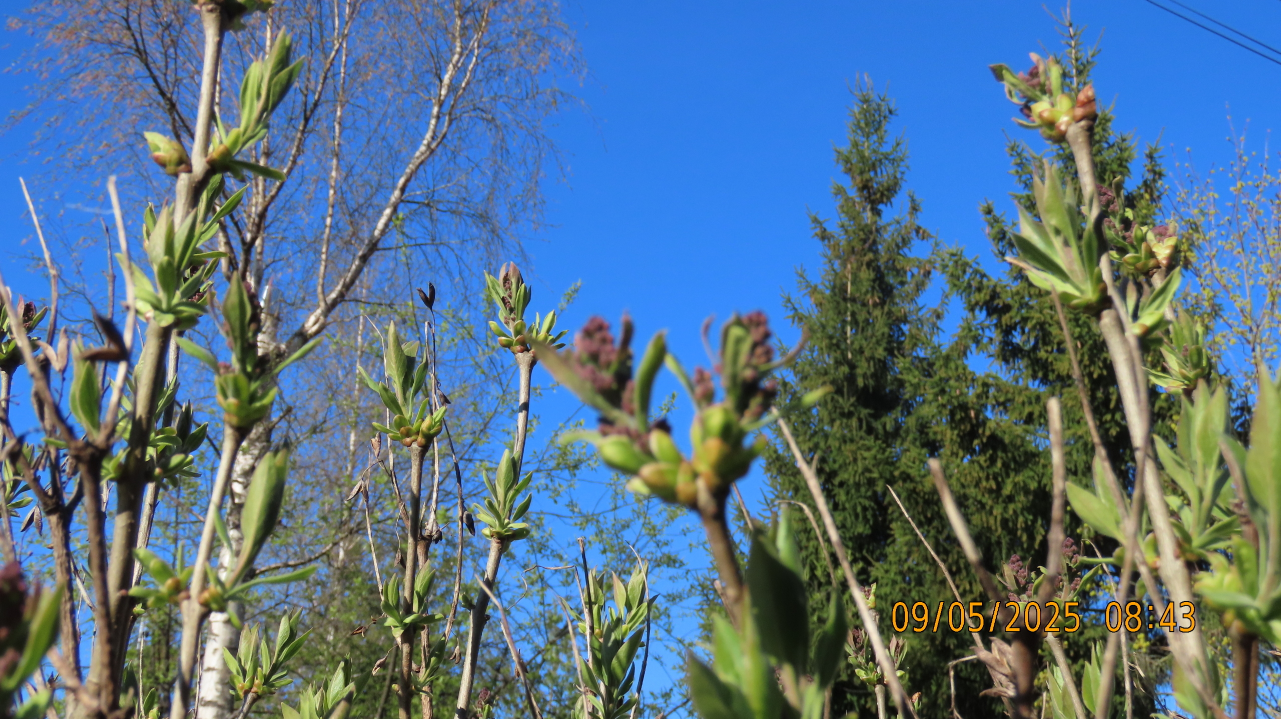 9 мая 2025 в Межстоличье. Вечная память воинам ВОВ