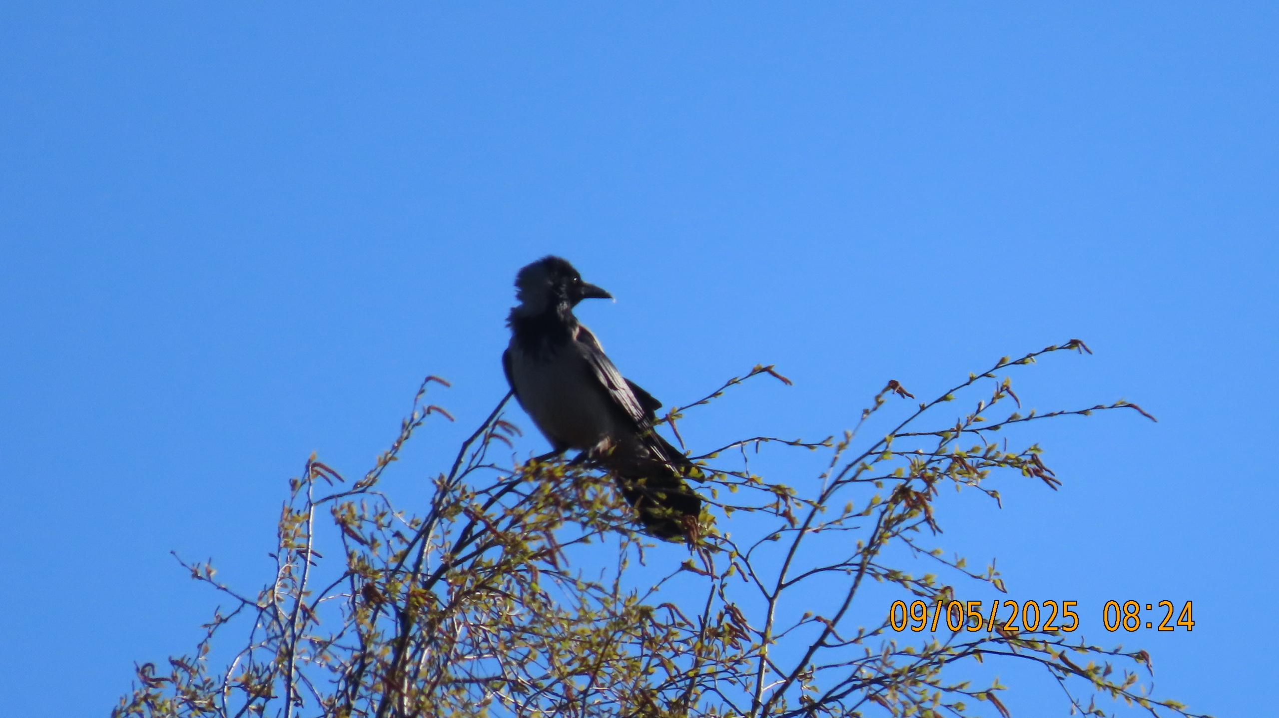 9 мая 2025 в Межстоличье. Вечная память воинам ВОВ