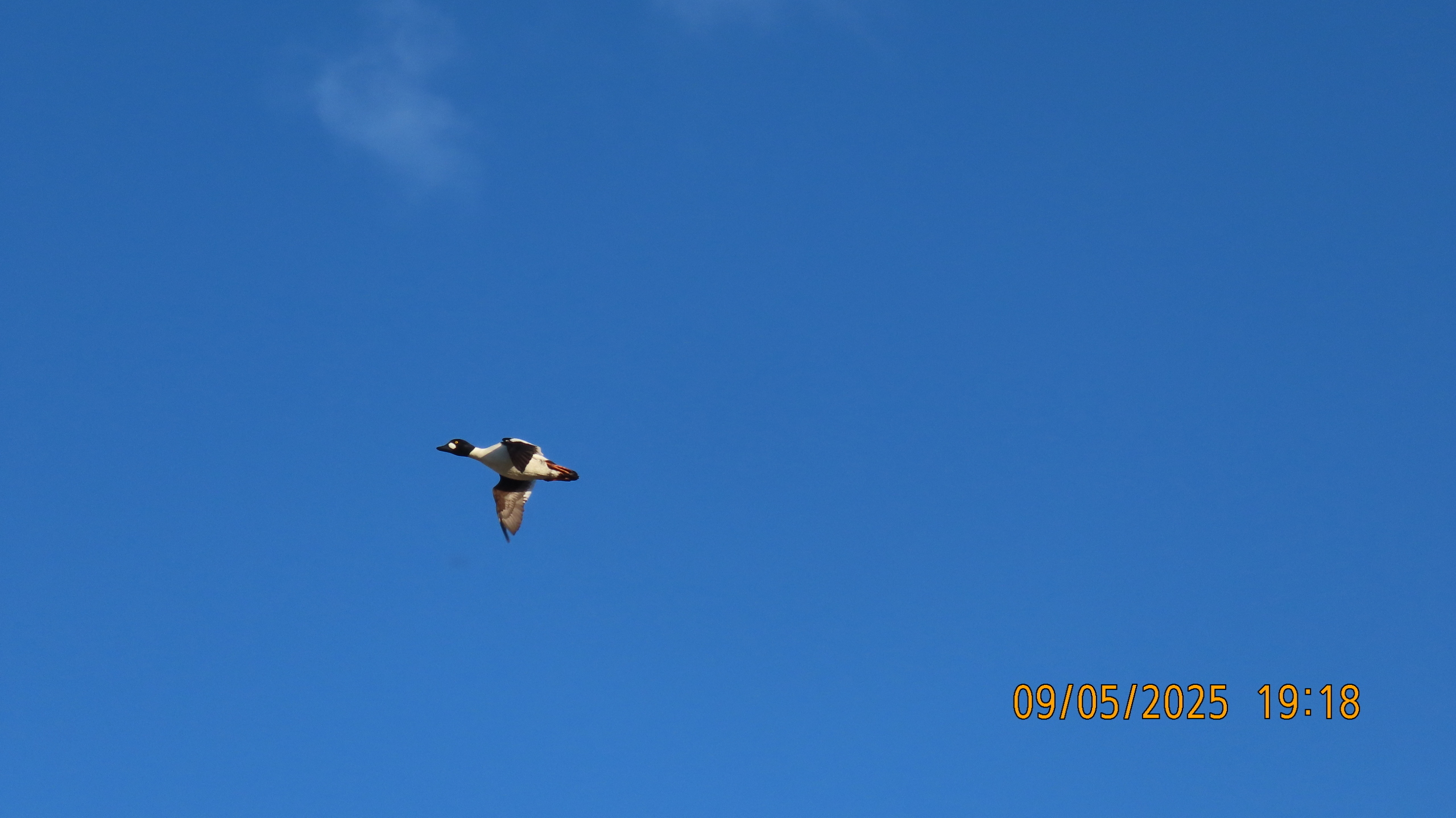 9 мая 2025 в Межстоличье. Вечная память воинам ВОВ