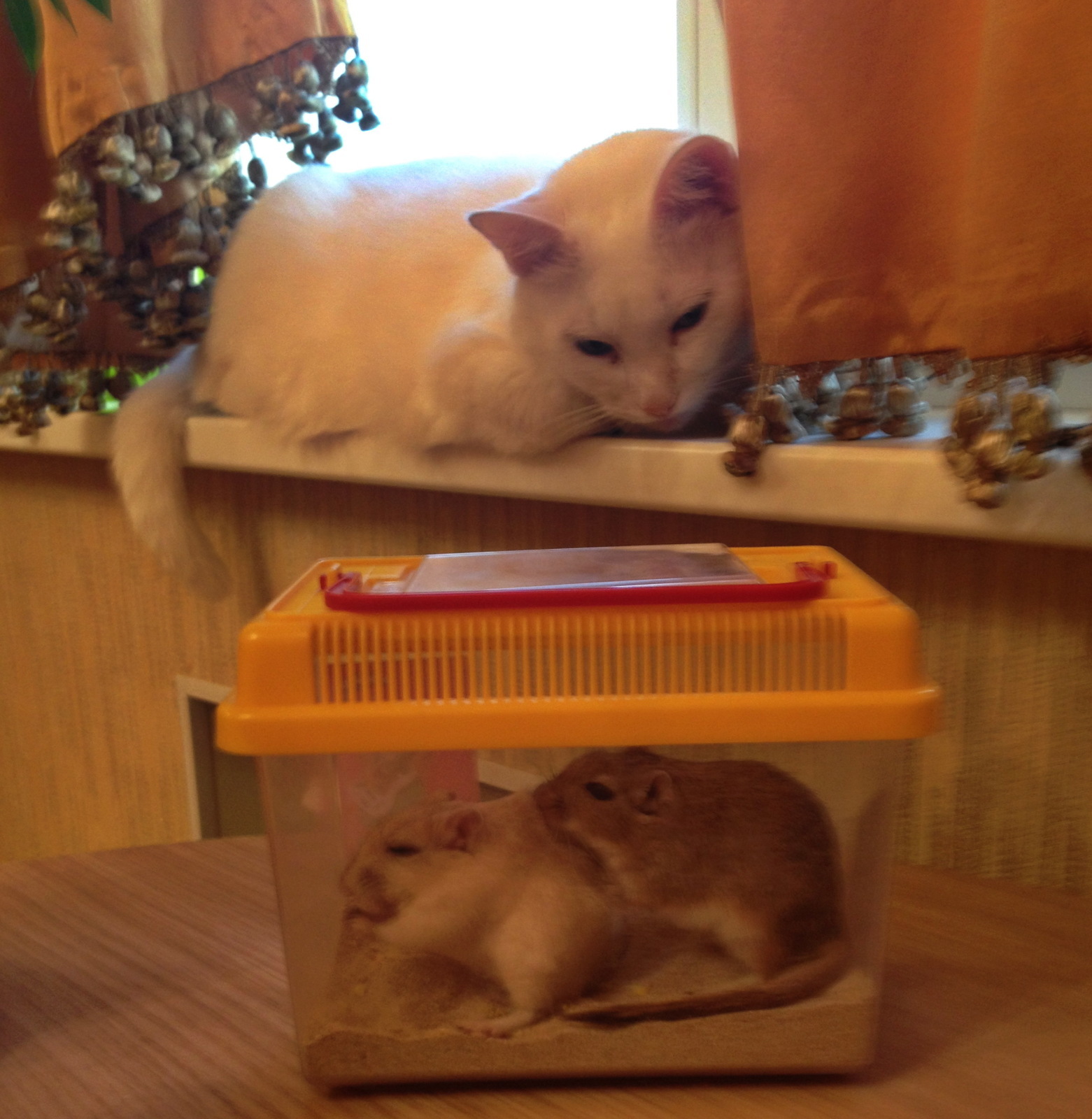 Судебный спор о коте. Делили-делили, плакали-плакали и даже подрались, в итоге помирились!:)