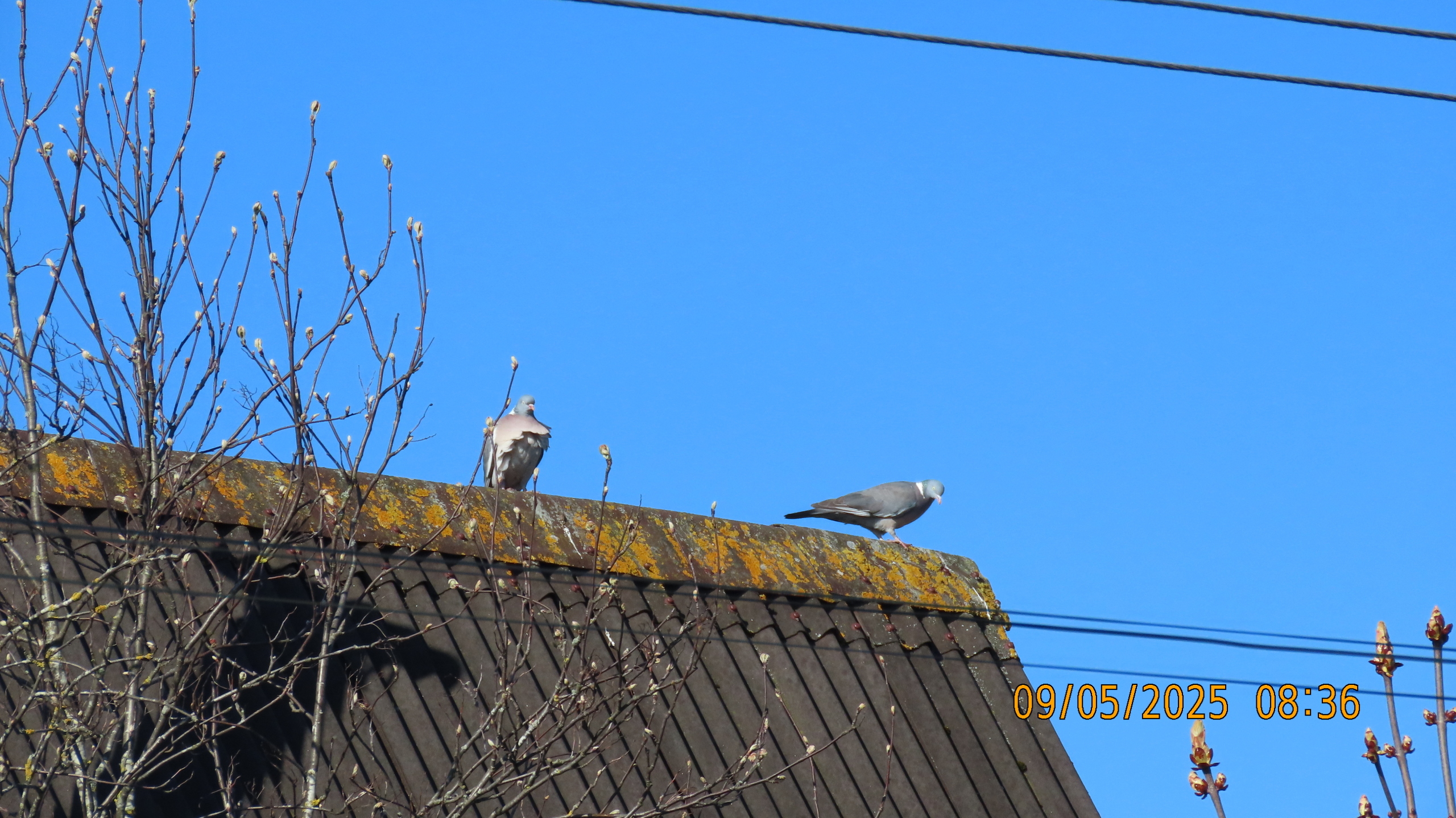 9 мая 2025 в Межстоличье. Вечная память воинам ВОВ