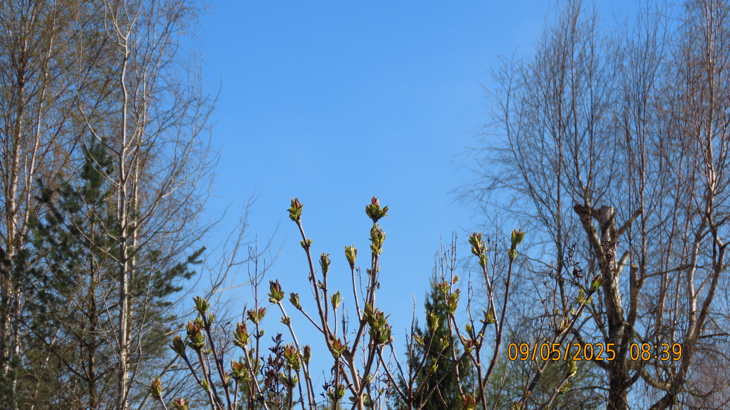 9 мая 2025 в Межстоличье. Вечная память воинам ВОВ