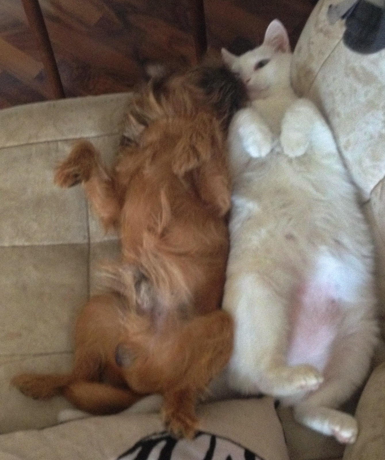 Судебный спор о коте. Делили-делили, плакали-плакали и даже подрались, в итоге помирились!:)