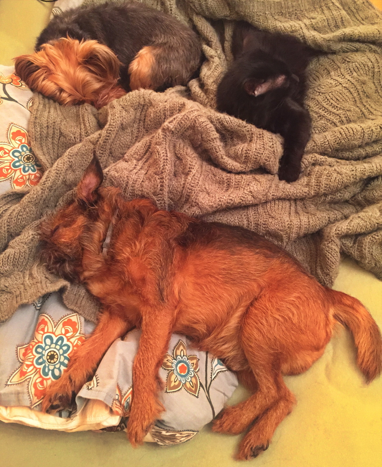 Судебный спор о коте. Делили-делили, плакали-плакали и даже подрались, в итоге помирились!:)