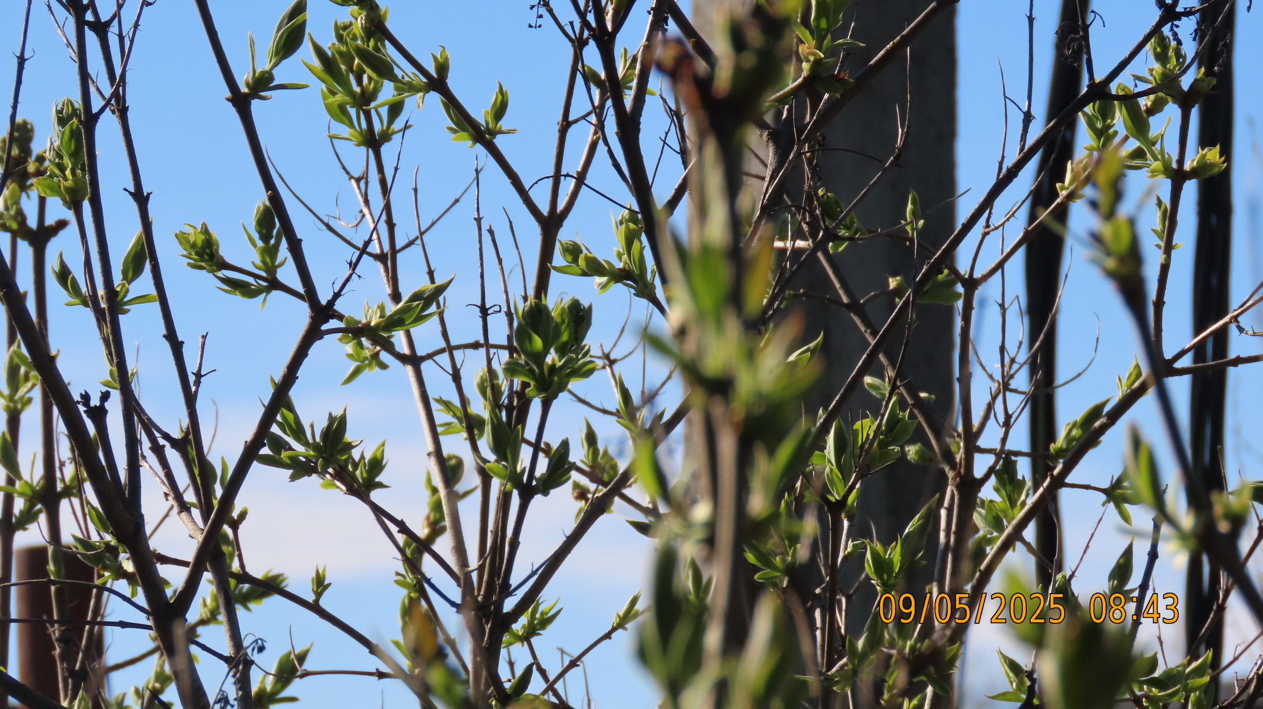 9 мая 2025 в Межстоличье. Вечная память воинам ВОВ