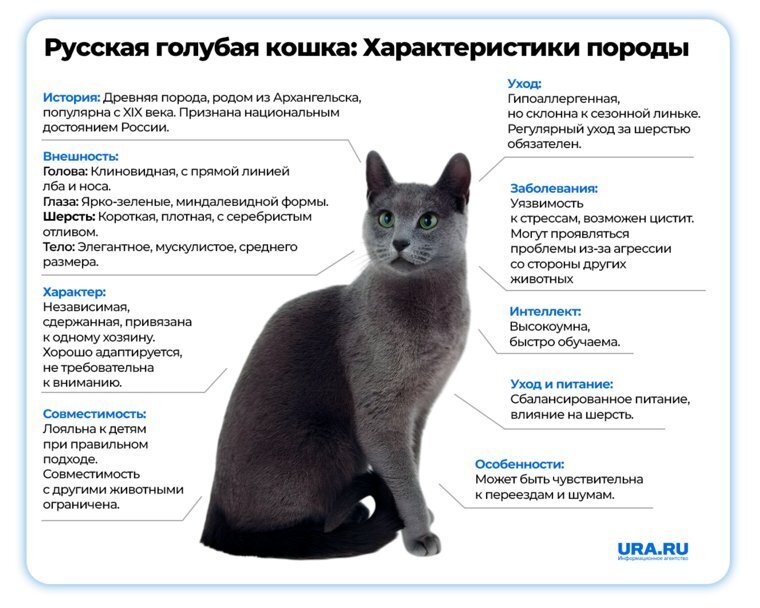 Русская аристократка среди кошек