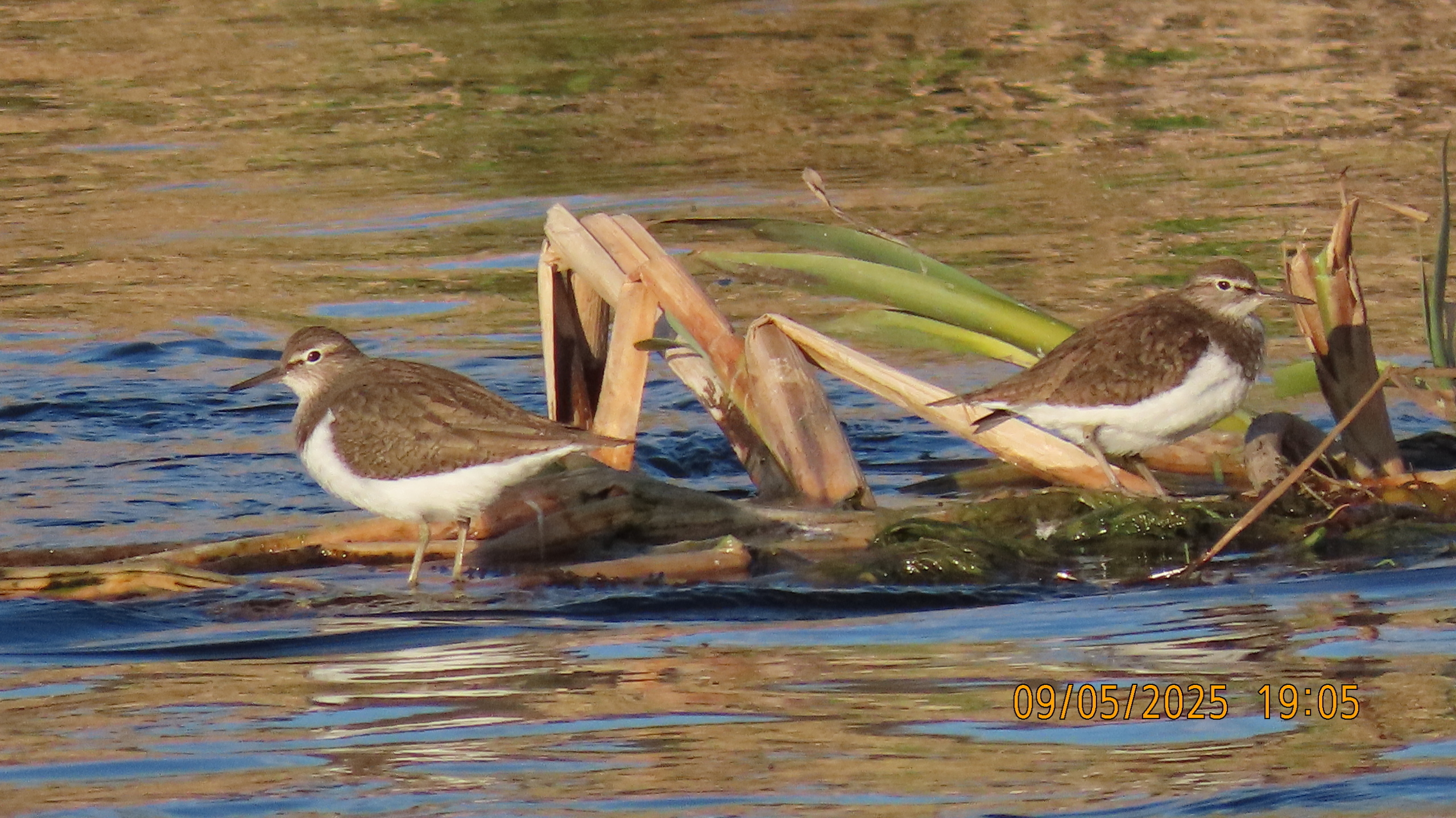9 мая 2025 в Межстоличье. Вечная память воинам ВОВ