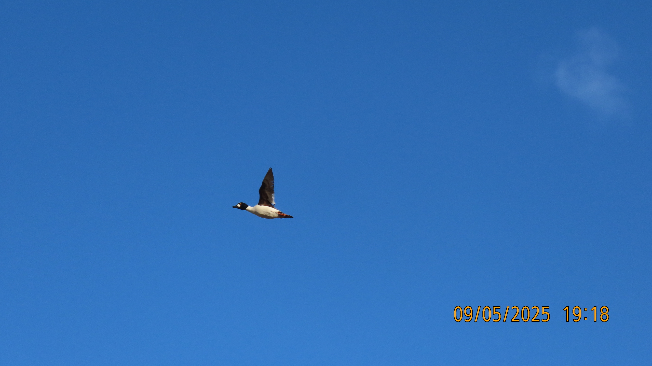 9 мая 2025 в Межстоличье. Вечная память воинам ВОВ