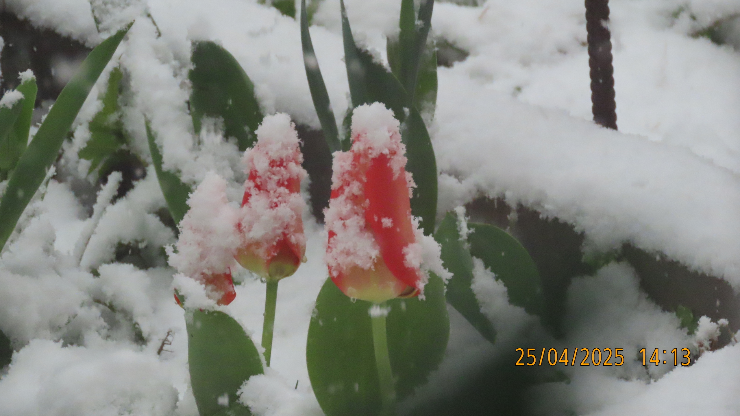 Звездное сияние Ижоры в Межстоличьи.