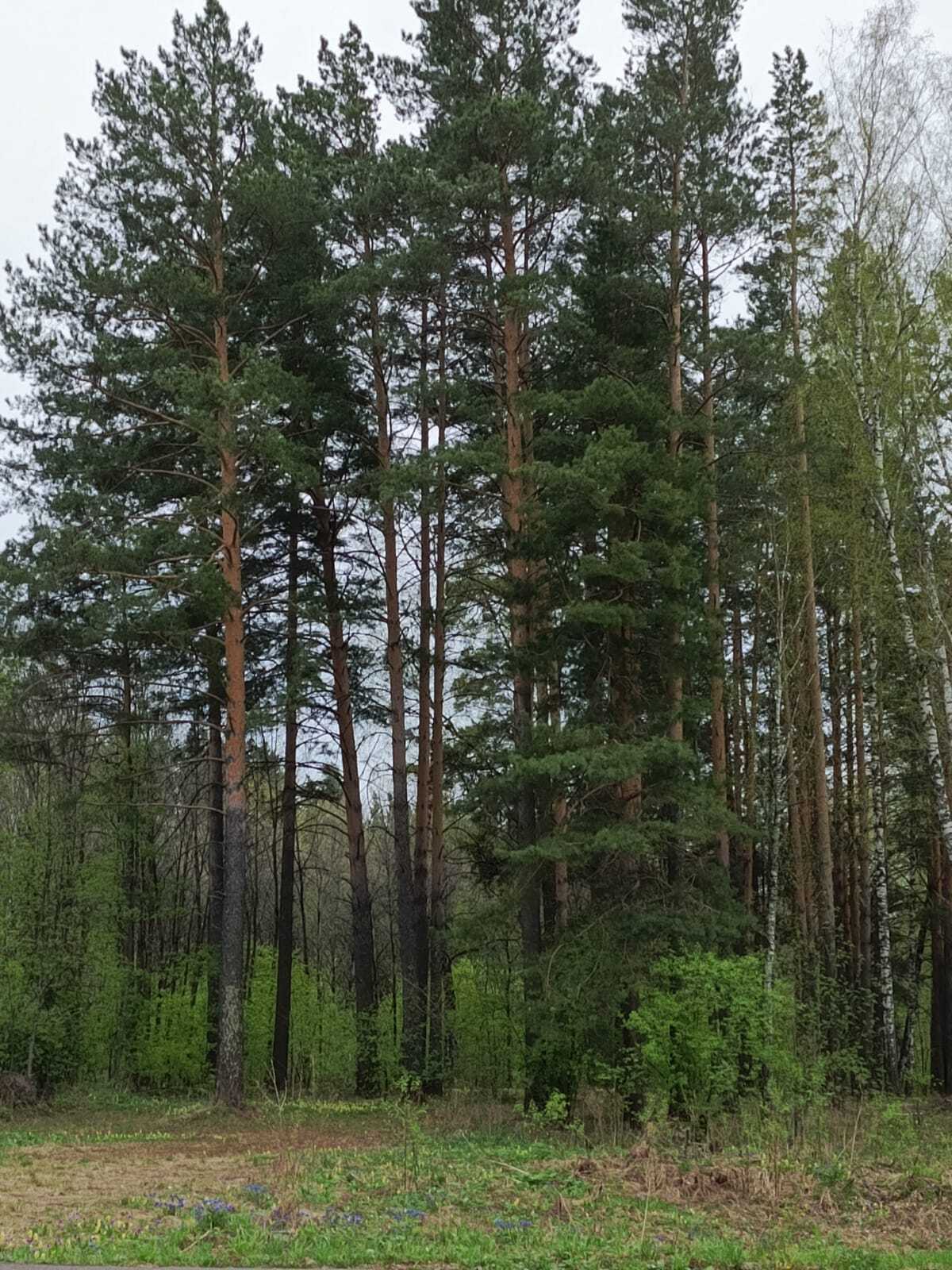 Весеннее настроение!!!