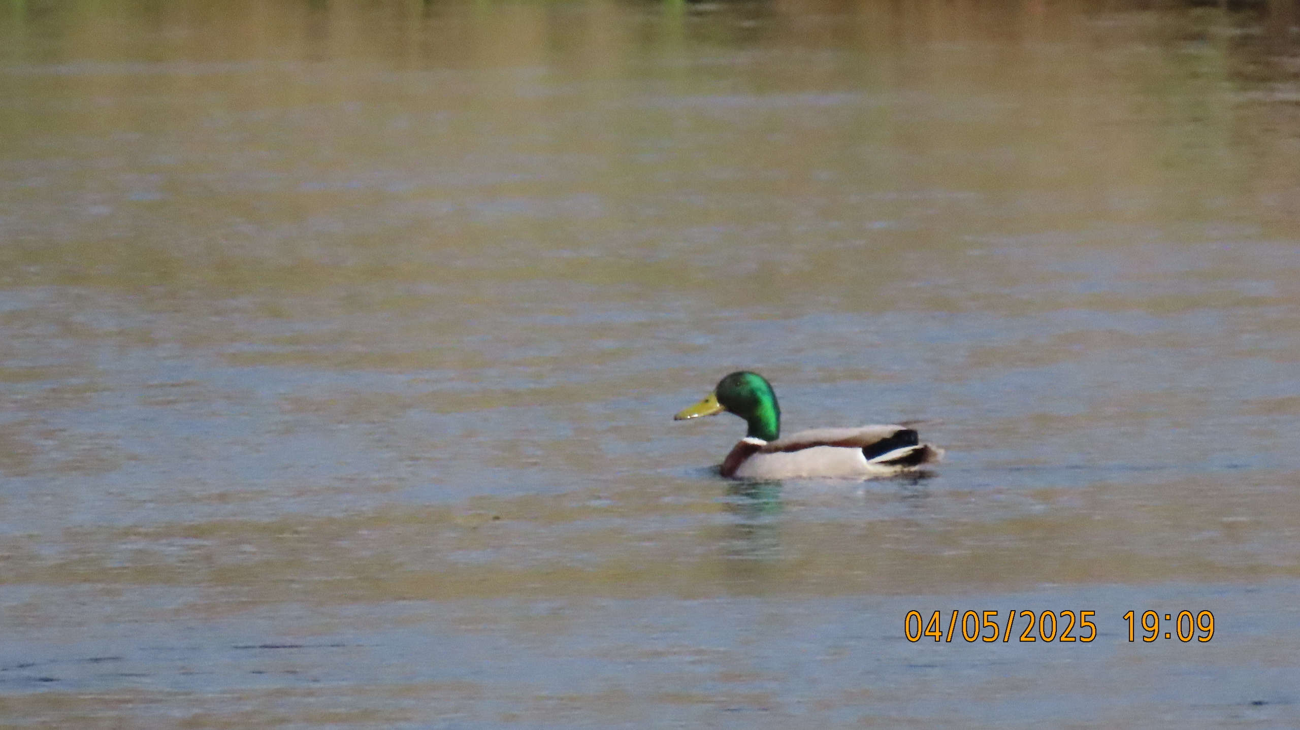 Звездное сияние Ижоры в Межстоличьи.