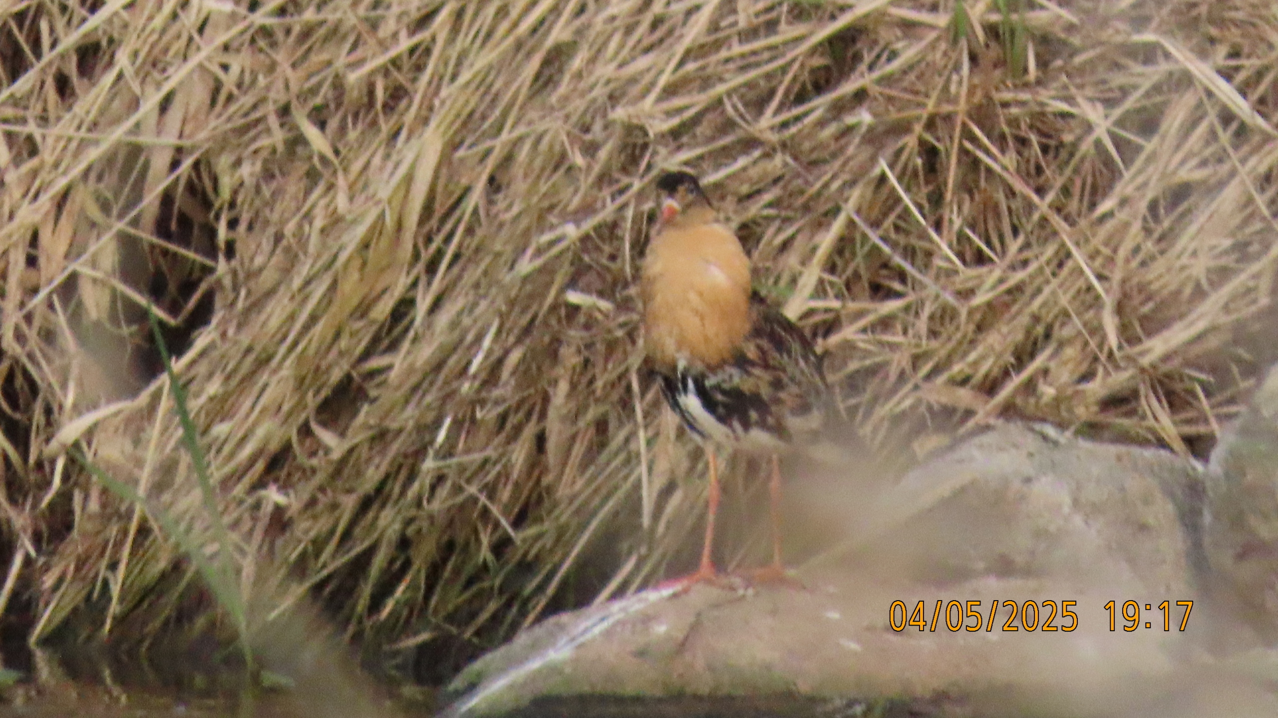 Звездное сияние Ижоры в Межстоличьи. Часть вторая "Жар-птица"