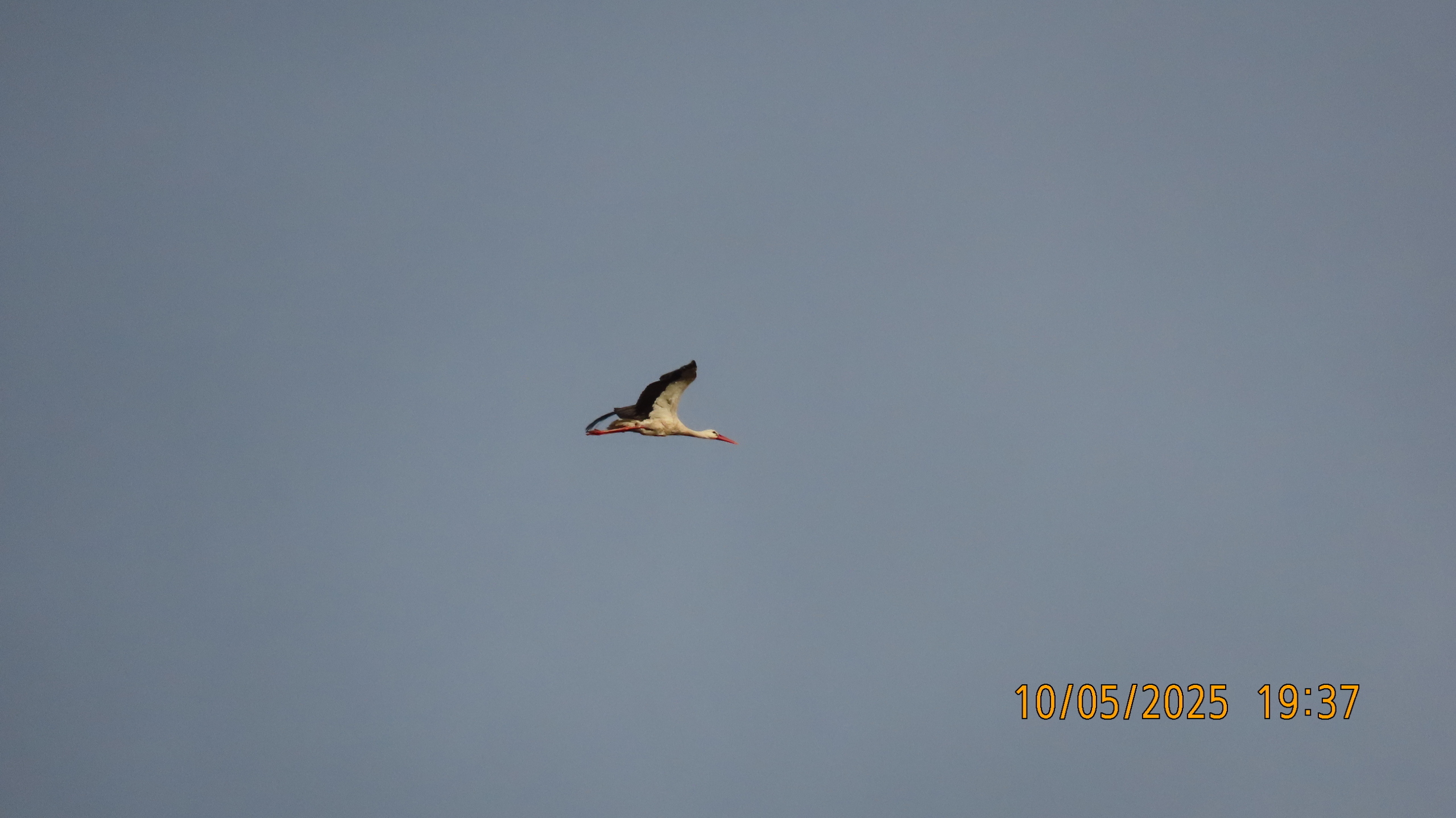 Звездное сияние Ижоры в Межстоличьи. Часть вторая "Жар-птица"