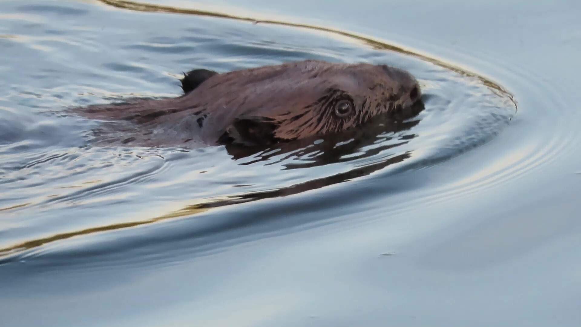 Звездное сияние Ижоры в Межстоличьи. Часть вторая "Жар-птица"