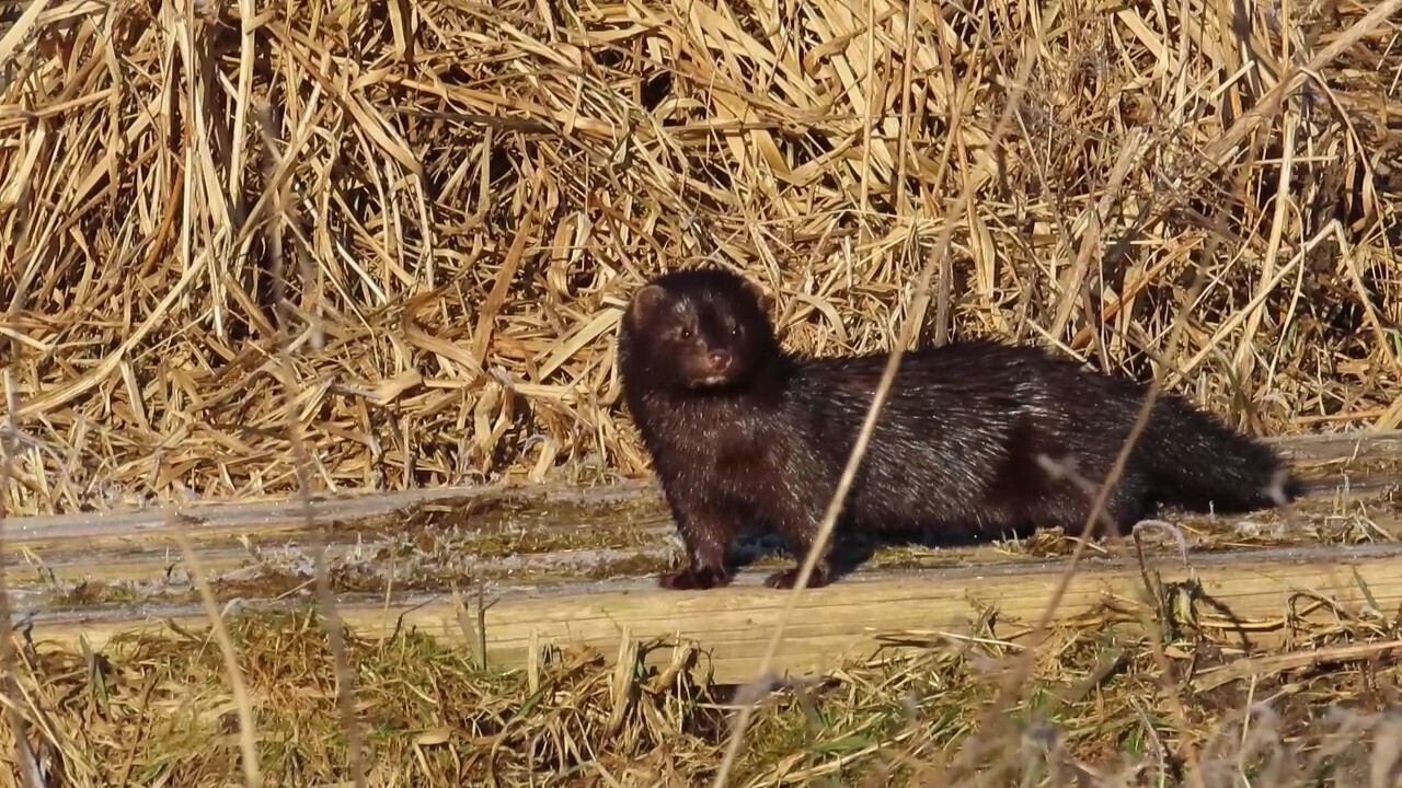 Звездное сияние Ижоры в Межстоличьи. Часть вторая "Жар-птица"