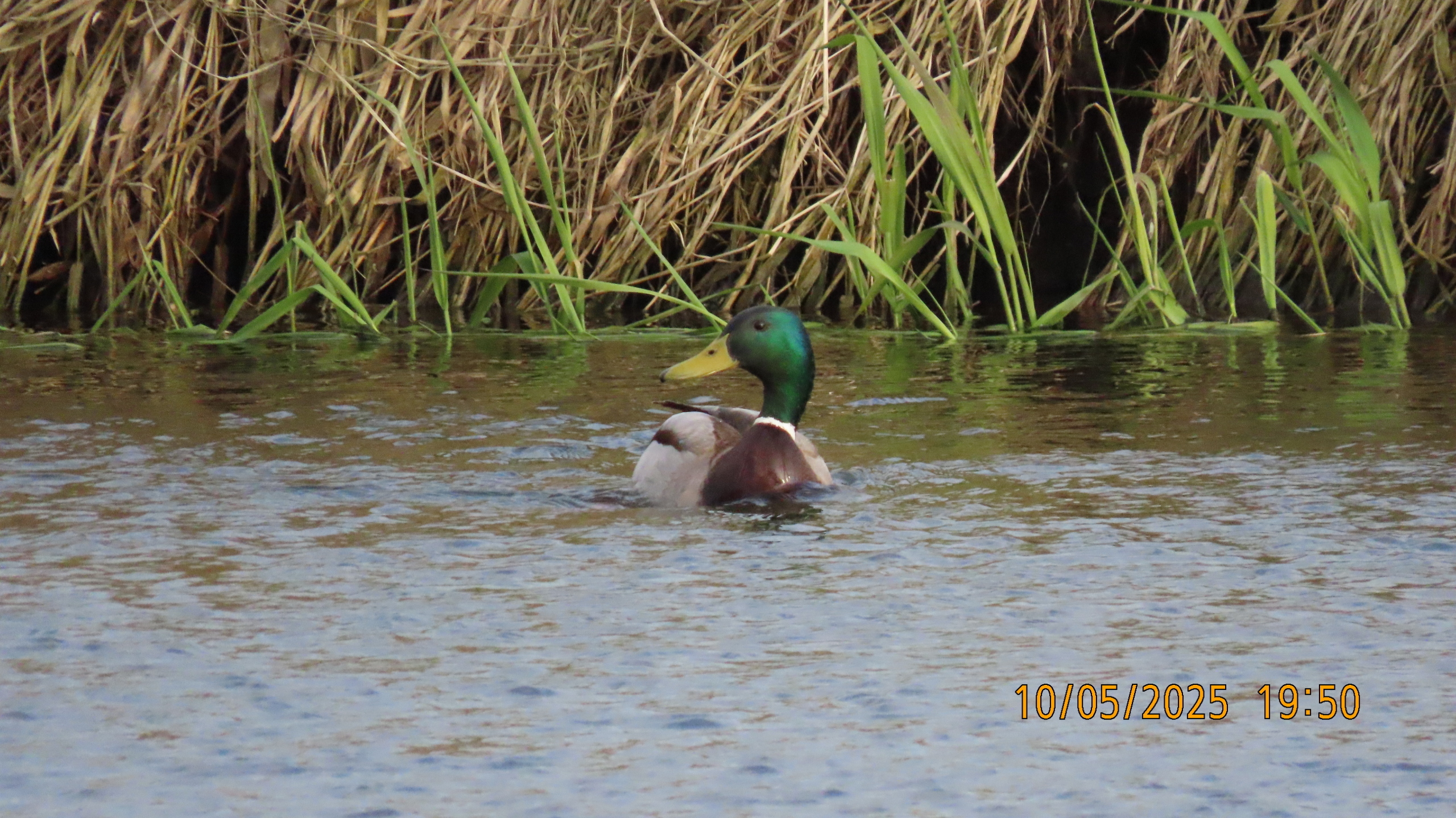 Звездное сияние Ижоры в Межстоличьи. Часть вторая "Жар-птица"
