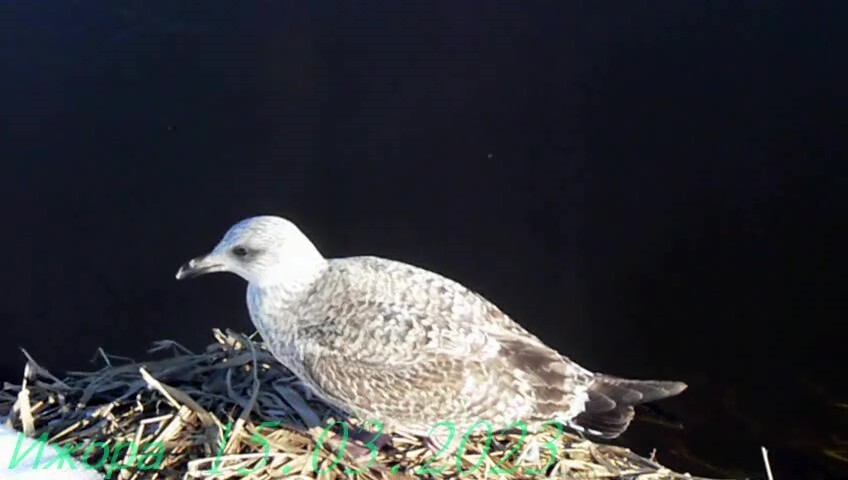 Звездное сияние Ижоры в Межстоличьи. Часть вторая "Жар-птица"