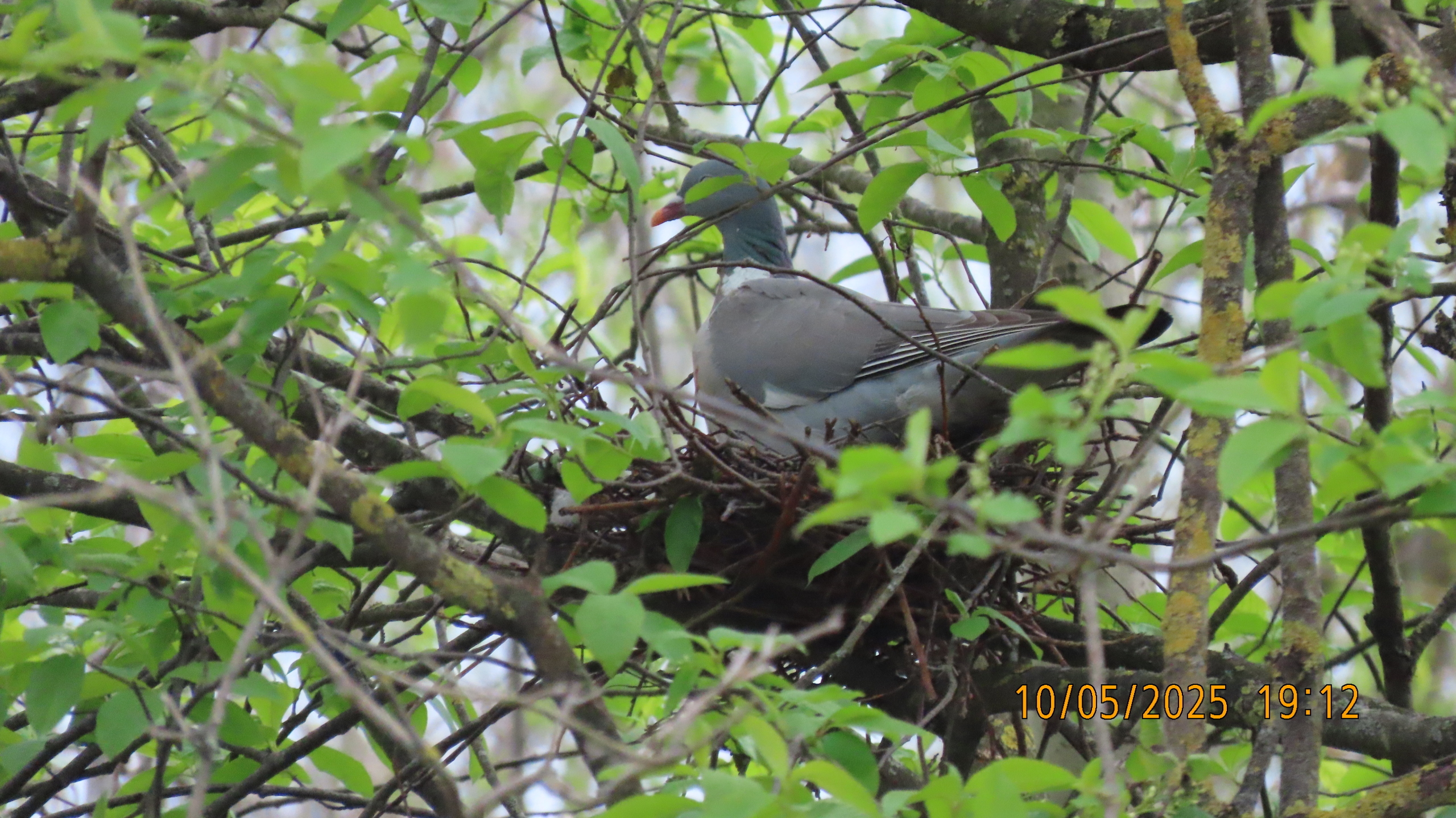 Звездное сияние Ижоры в Межстоличьи. Часть вторая "Жар-птица"