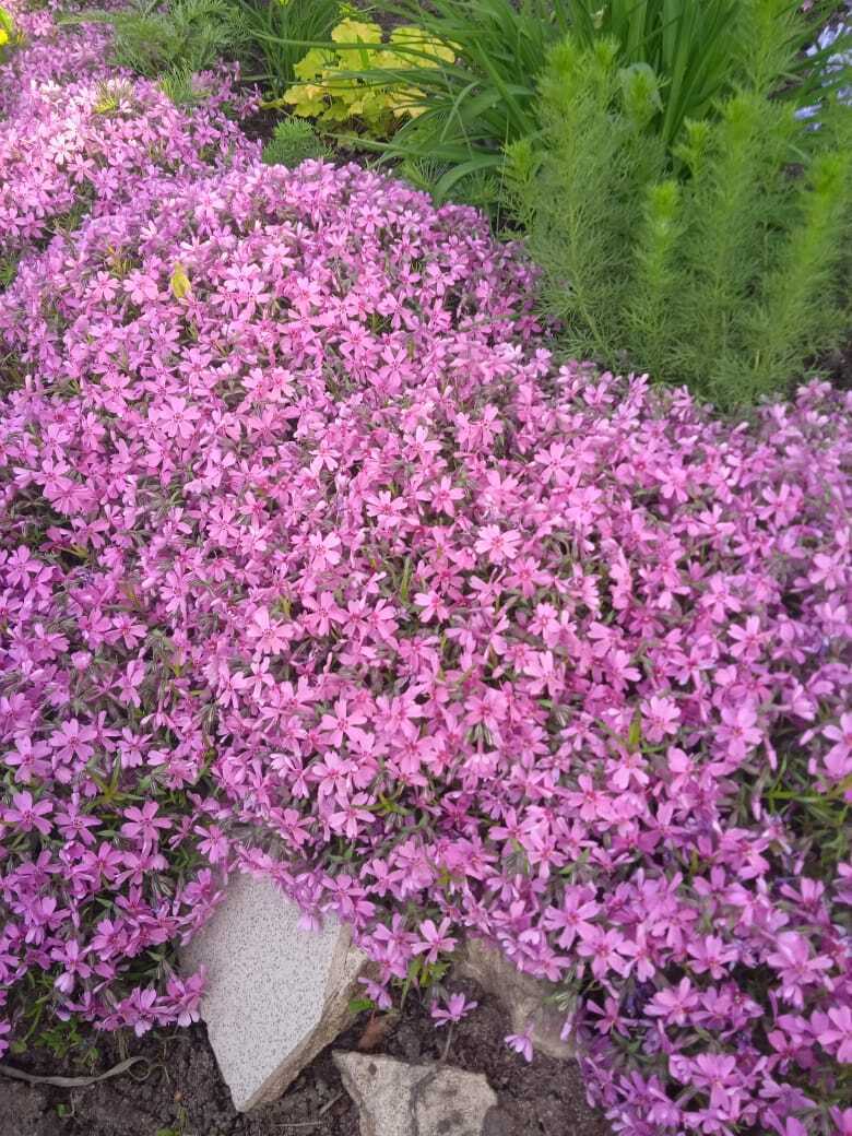 "Красота спасет мир": как мне удалось создать красивую клумбу и небольшой сад под окнами своей квартиры