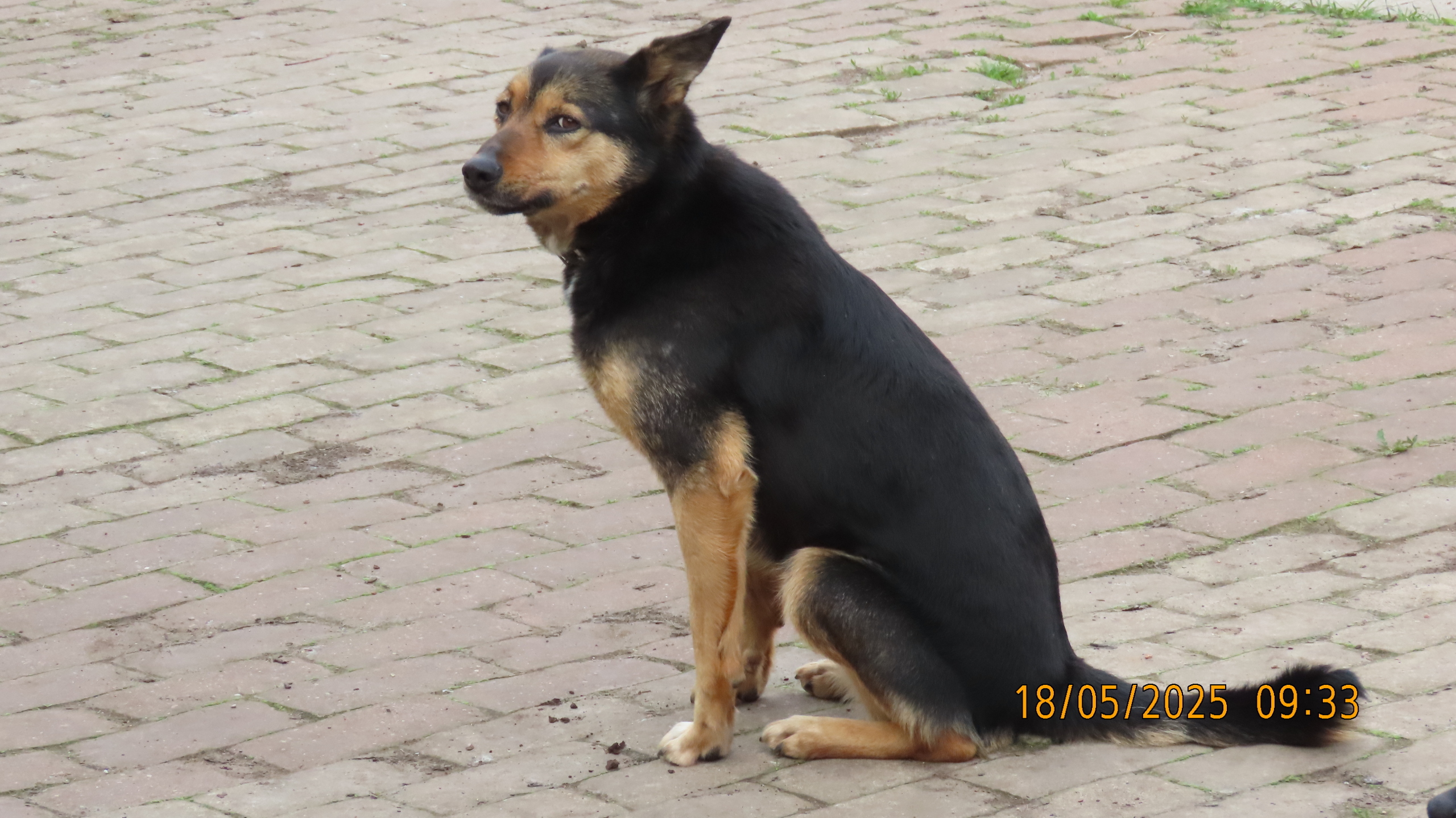 Опять страсти по мангалам.