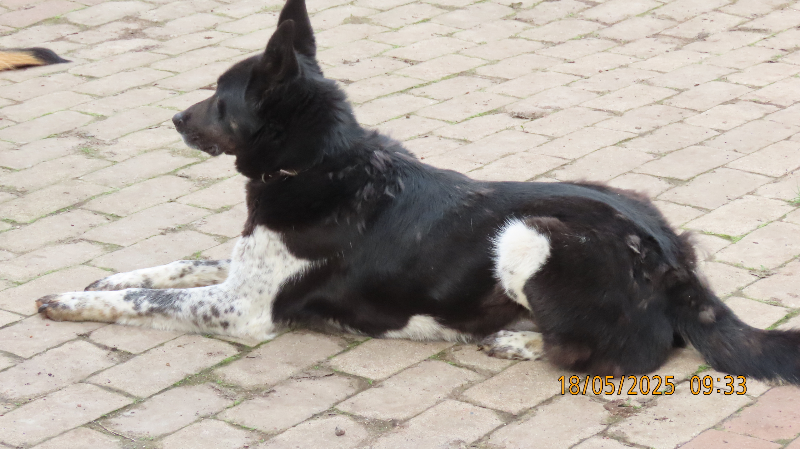 Опять страсти по мангалам.