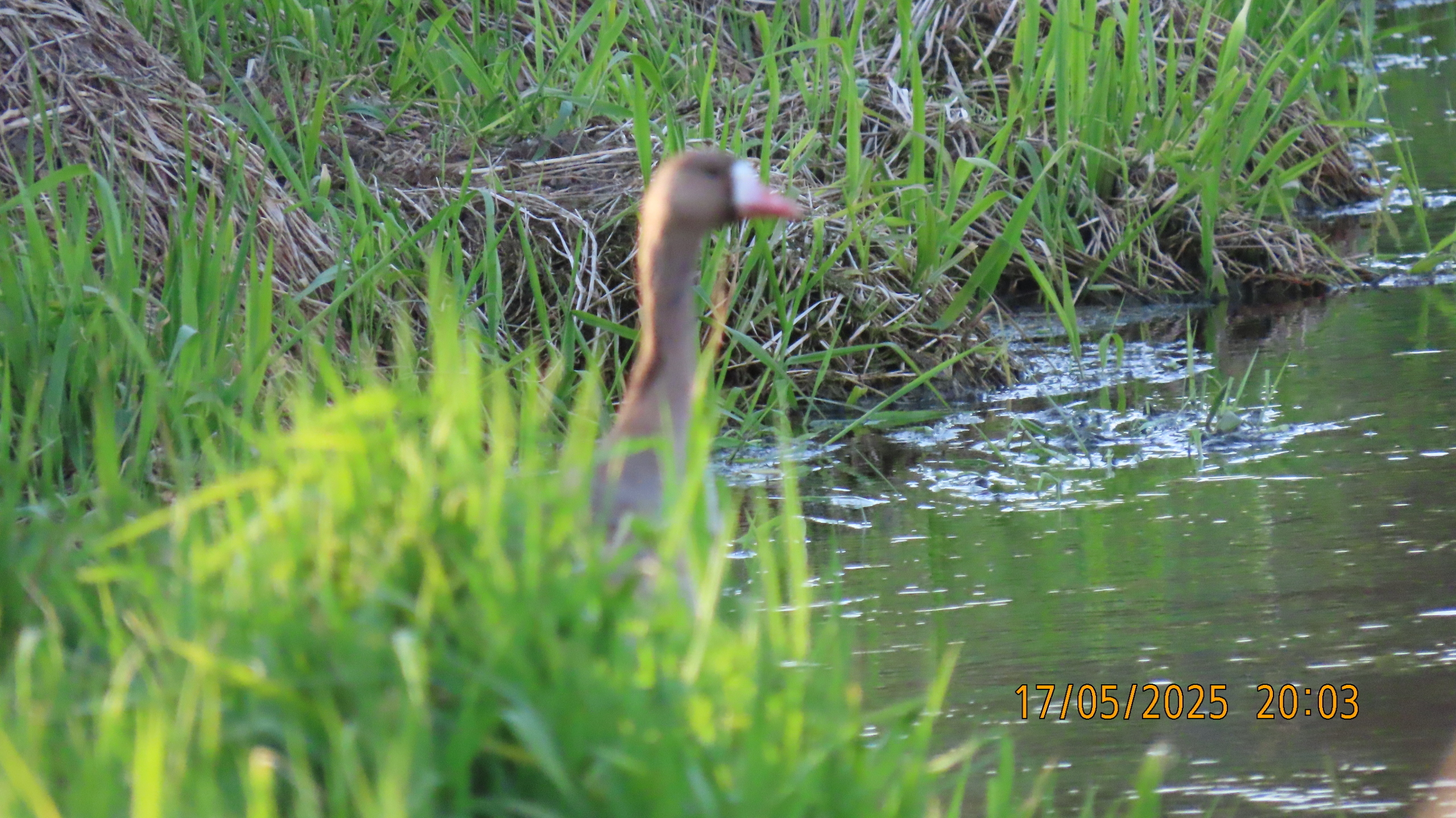 Опять страсти по мангалам.
