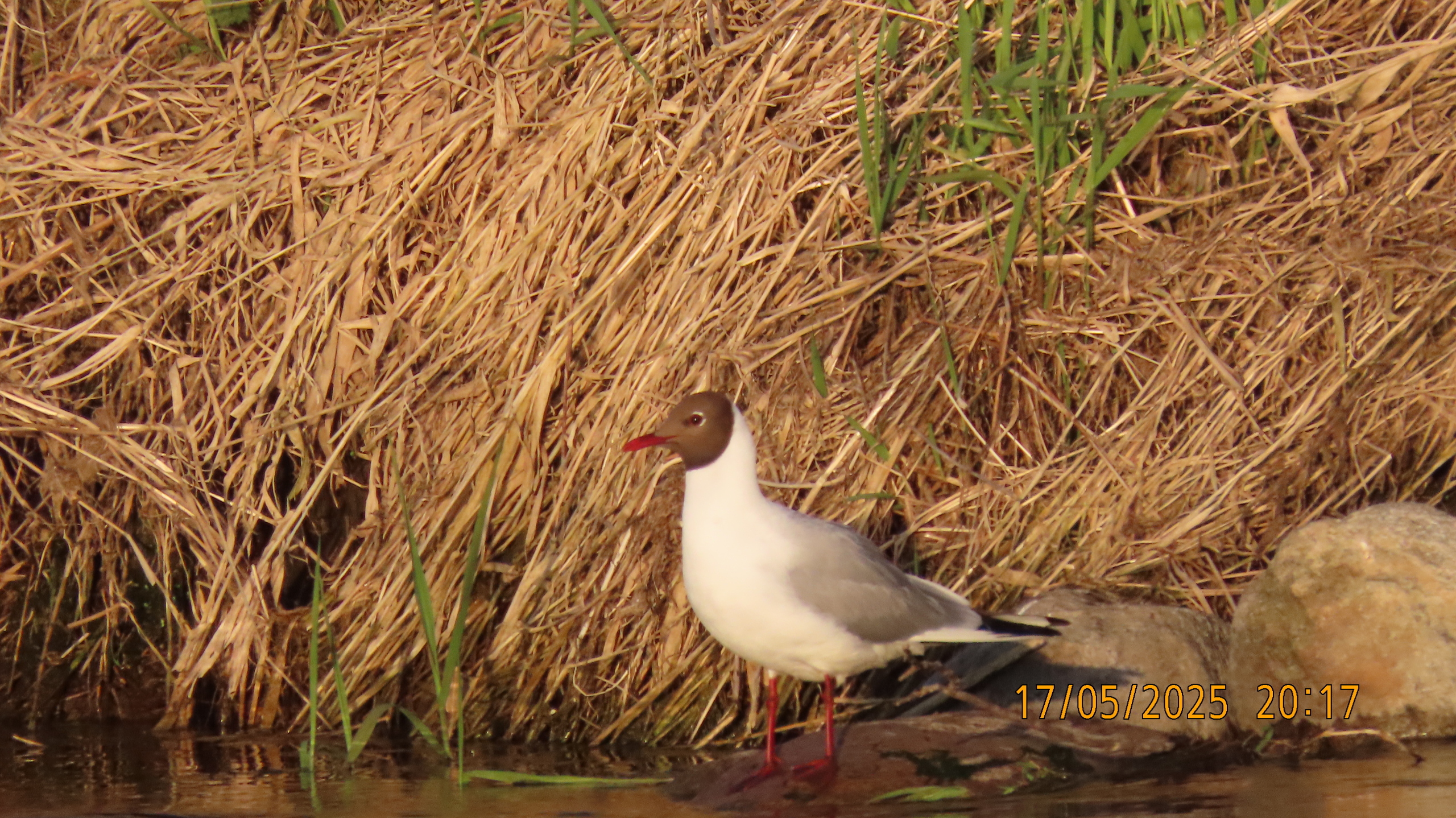 Опять страсти по мангалам.