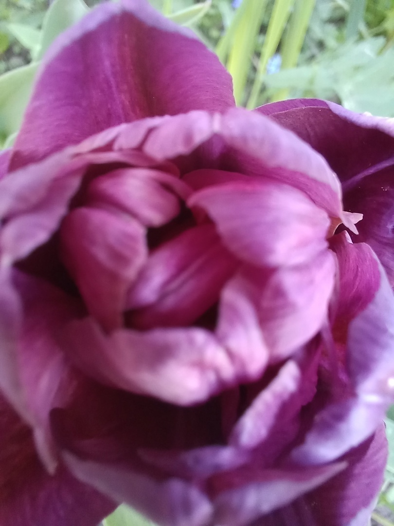 Заглянула в самое сердце или сердцевинку...