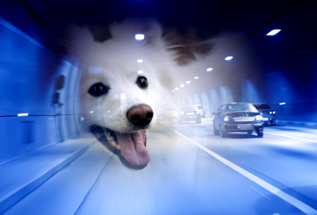 Моя радость, милый зверь и Ангел на Земле