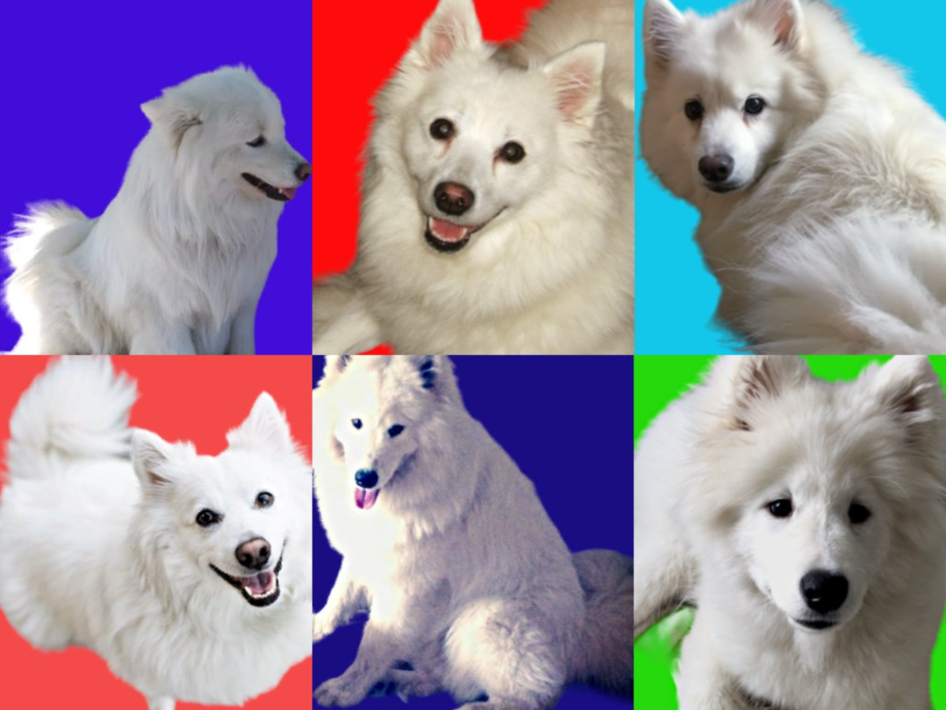 Моя радость, милый зверь и Ангел на Земле