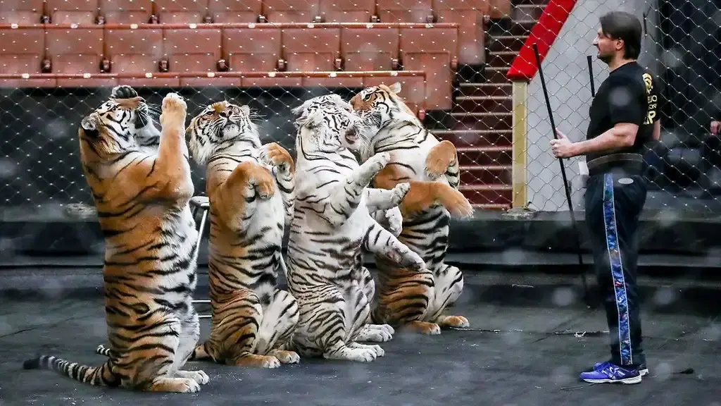 64% россиян выступают против. Запрет животных в цирке. Размышления о законопроекте