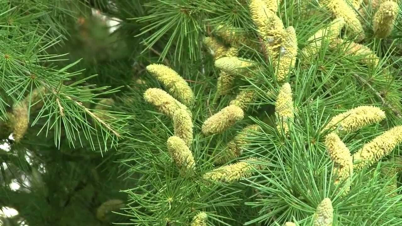 Пыльца гималайского кедра