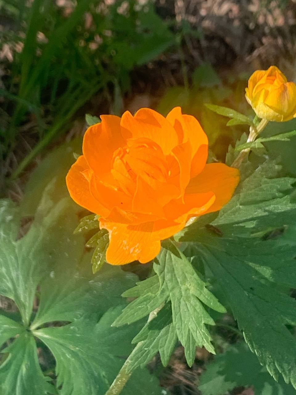 Не повторяйте чужих ошибок. Отдых с детьми превратился в опасный квест. Укусил клещ.